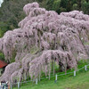 昨年の三春滝桜