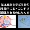 基本概念を学ぶ生物⑤_真核細胞内にミトコンドリアや葉緑体があるのはなんで？