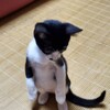 徒然なる暑中見舞