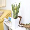 もう観葉植物で失敗しない！空気きれいにするサンスベリアが最高すぎた件
