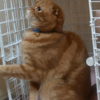 芸を覚えた猫