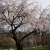 桜・・・花に会いに行く