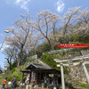 岩波稲荷神社の桜
