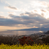 二宮の菜の花