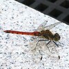 トンボ（蜻蛉）：夏から秋へ