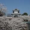 絶好の花見日和「石川門」と「ソメイヨシノ」