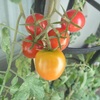 プチトマト観察日記２０１６ 収穫７回目（８月１９日）