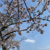 三内の桜