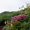 6月27日　秋田駒ヶ岳　（秋田県仙北市）