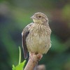 アオジの幼鳥かも