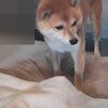 連携プレー、だよ