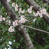 またお隣の桜。