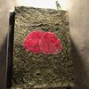 私の研究発表「植物」