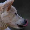 水没カメラ奮闘記・番犬シロ