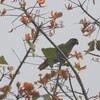 キソデボウシインコ(Orange-winged Parrot)