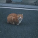 むかいねこのねこ日記