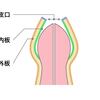 【再投稿】お母様からの質問　「おちんちんの皮はむいた方がよいのでしょうか？」