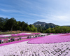 埼玉 秩父 羊山公園の芝桜 2019