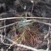Artemisia capillaris　カワラヨモギ