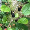 【マルベリー(クワの実)の成長記録③】収穫したマルベリーをヨーグルトに入れてミントやローズゼラニウムと一緒に頂きました♪