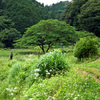 里山さんぽ  -  あきる野『 横沢入 』