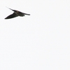 ズアカコシアカツバメ Greater Striped Swallow