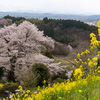 二本松市桜めぐり –– 平介桜，龍泉寺の翔龍桜，大隣寺のしだれ桜，蓮華寺のしだれ桜【福島の桜2025】