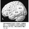 「脳」の民族性も解明？の事。