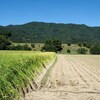 登熟の始まった神奈川県平塚産の枝豆・・・収穫始まる神奈川県足柄上郡開成町金井島の田圃風景