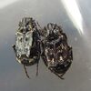 ［北海道編］　ビャクシンを求めて・・・