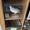 寄贈標本の整理　その参