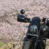 週末の桜プチツー　今度はレブルで