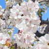 庭の桜 2022年4月中旬