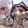 武田信玄ゆかりの地！松代城跡と絶景アルプスと桜！