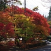 ほとけばら遊園の紅葉、55-300ｍｍで撮る　2019.11.09