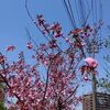 札幌市　青空多めの桜パトロール　/　豊平→藻岩下→中島公園