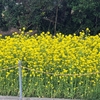 南房総 上総湊 の 春 、菜の花・土筆・蕗の薹・野猿・海、夕刻から無人駅になった上総湊駅--サイト引っ越し