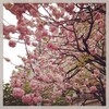 八重桜は鞠みたい。