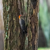 鳥の領分　Golden-Fronted woodpecker
