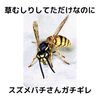 【恐怖体験】草むしりしてただけなのにスズメバチさんにガチで追いかけられてパニクった話