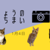 ねこ写真　〜3にゃんずの今日の一枚〜　(1月4日)