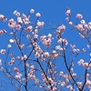 美しい梅の花が咲き誇る！京都市の梅の花の名所＆穴場