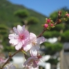 冬桜