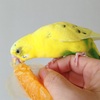 メンタル強めなセキセイインコ。れもんちゃんの通院