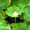 岡山後楽園の蓮の花