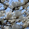 横浜で桜の直前の花々を貼る日記
