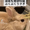 深夜も食欲旺盛ぷくぷくうさぎ