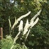 サラシナショウマ
