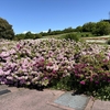 大乗寺丘陵公園 2025年 春／つつじ　約13,000株のツツジ