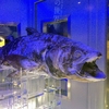 【静岡県沼津市】沼津港深海水族館に行ってみた｜深海の世界を見に行ったら、3億5000万年前と変わらぬ姿のシーラカンスに出会えた！
